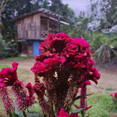 Hospedaje Luis Y Ana Bed and Breakfast Pejibaye Exterior foto